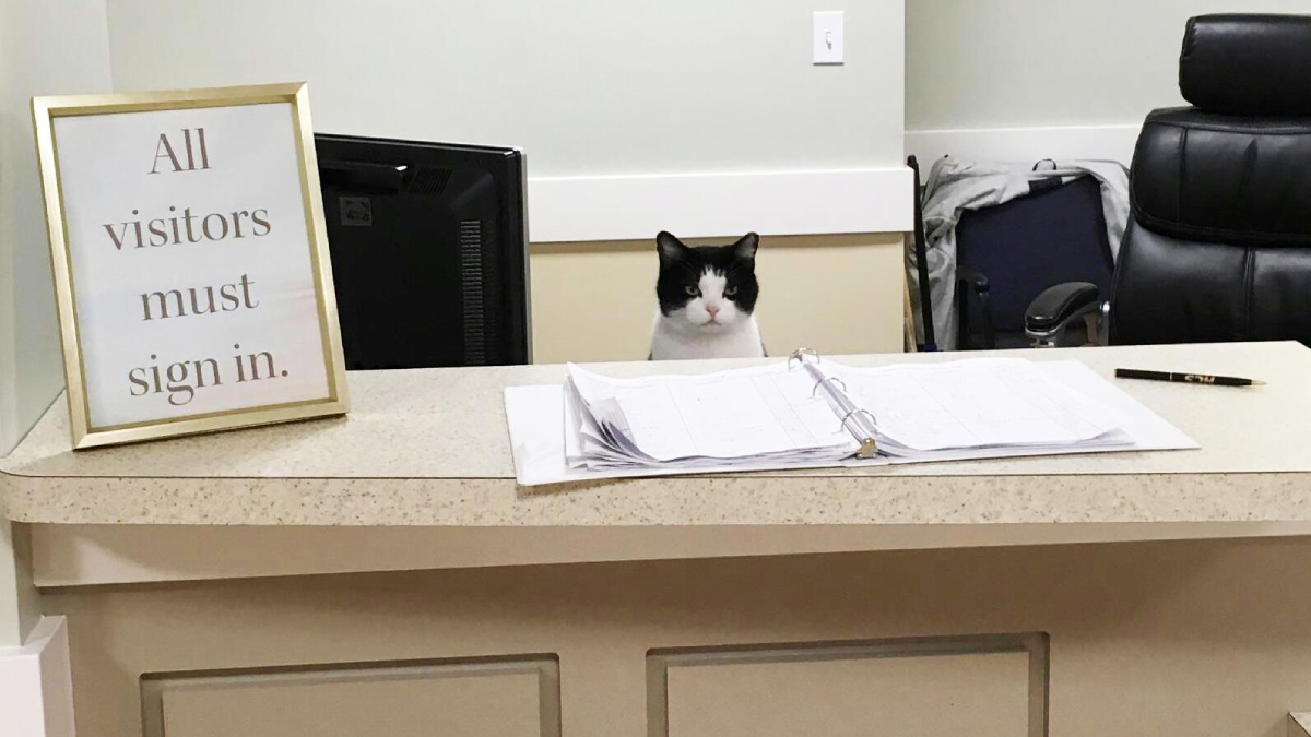 Stray Cat Strolls Into Cleveland Nursing Home and Steals Everyone’s Heart