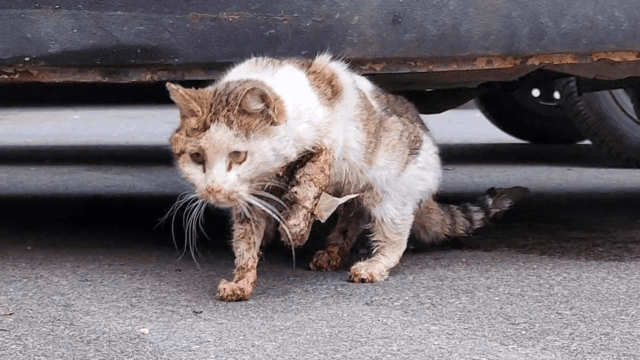 Stray Cat Survives Car Accident and Avoids Euthanasia Thanks to Strangers