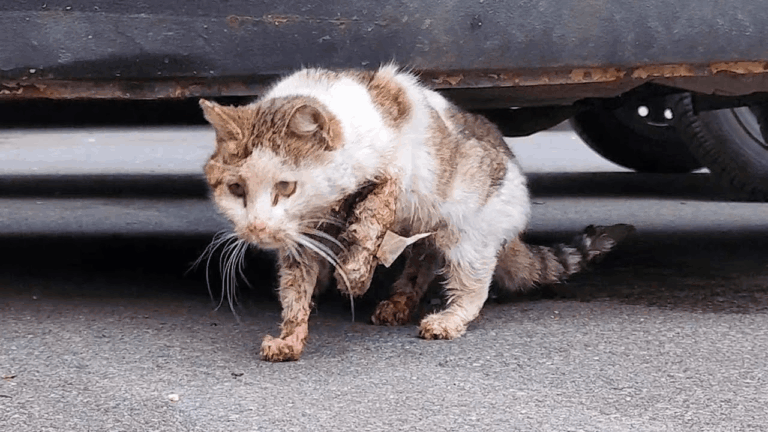Stray Cat Survives Car Accident and Avoids Euthanasia Thanks to Strangers
