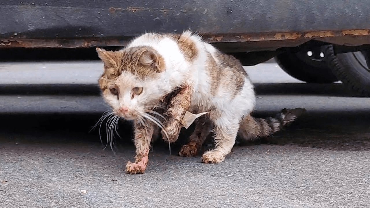 Stray Cat Survives Car Accident and Avoids Euthanasia Thanks to Strangers