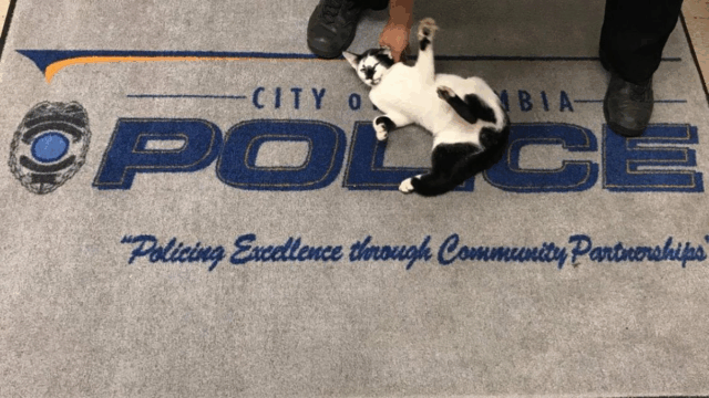 Stray Cat Wanders Into South Carolina Police Station and Meets Her New Hero