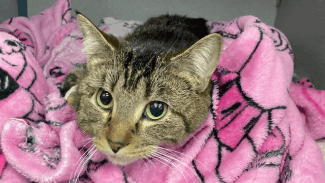 Stray Cat with Six Legs Becomes Rescue’s “Most Unforgettable Case”