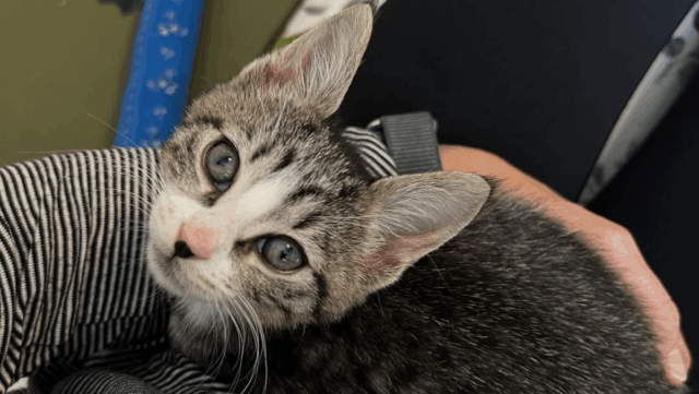 Stray Kitten Found Near Mailbox Thrives Thanks to NY Woman