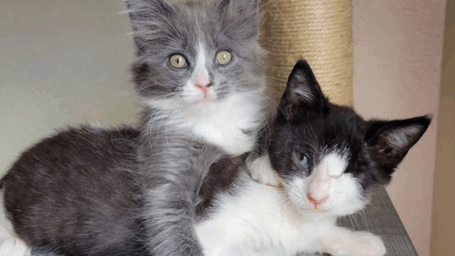 Sweet Friendship Blooms in Florida Between One-Eyed Kitten and Social Cat