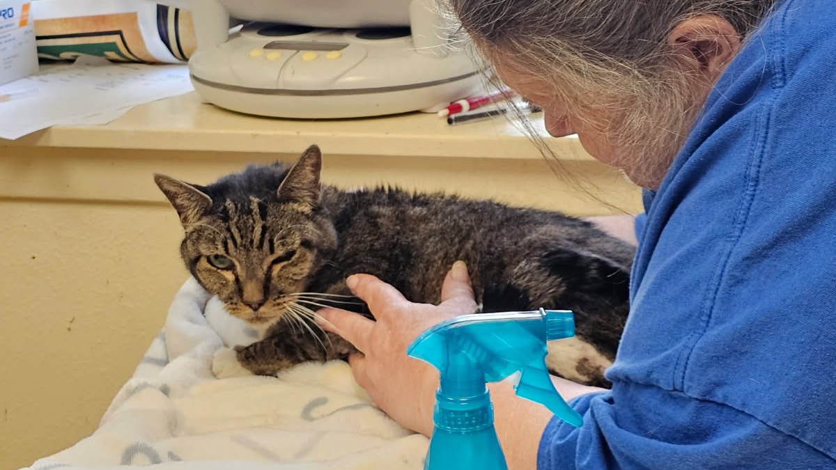 Texas Cleanup Crew Discovers Miracle Cat Hiding in Flood-Damaged Oven