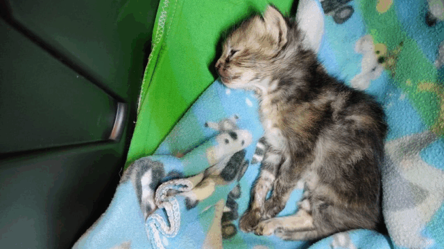 Texas Kitten Battles for Life After Toddler’s Rough Handling