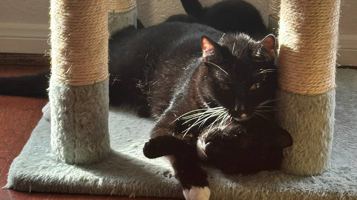 Texas Rescue Cat Left Disabled by Abuse Finally Finds a Loving Forever Home