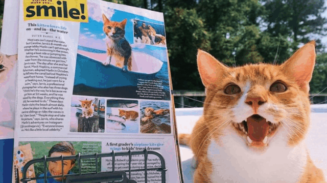 This North Carolina Cat Learned to Swim Thanks to Dogs… Now He’s an Ocean Lover