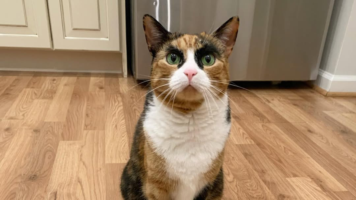 This One-of-a-Kind Calico Cat From New Jersey Has the Most Expressive Eyebrows