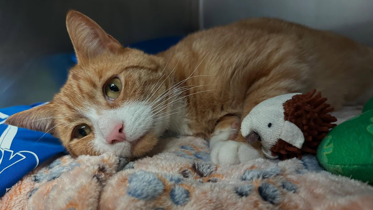 This Smart New Jersey Shelter Cat Knows Exactly How to Charm Adopters
