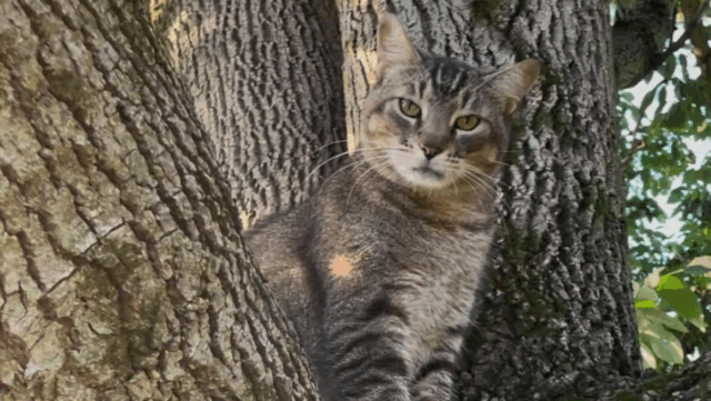 This Stray Cat Wandered Into an Ohio Car Shop—And Changed Everything
