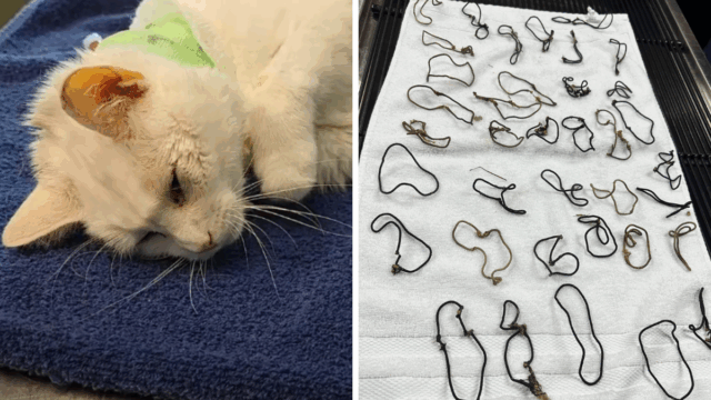 Tragic Loss in South Carolina Cat Dies After Swallowing 38 Hair Ties
