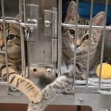 Two Kittens Holding Paws Melt the Heart of South Carolina Shelter Worker