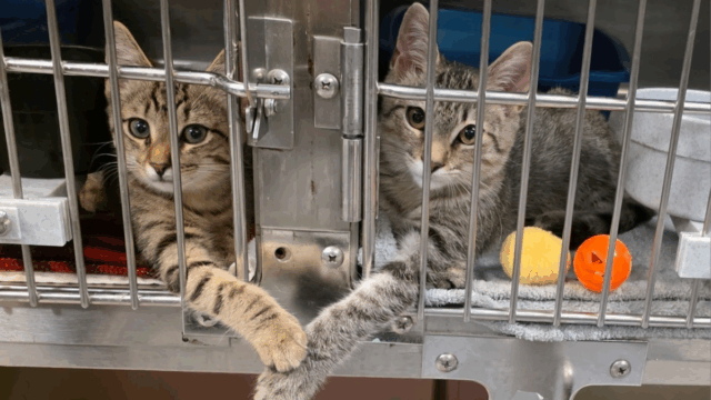 Two Kittens Holding Paws Melt the Heart of South Carolina Shelter Worker