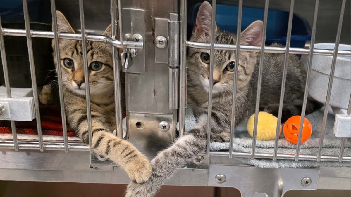 Two Kittens Holding Paws Melt the Heart of South Carolina Shelter Worker