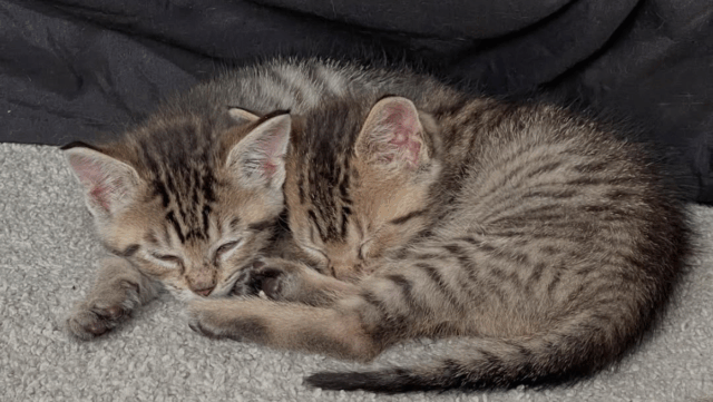 Two Kittens’ Journey from a Tree to a Loving Atlanta Home as Bonded House Cats
