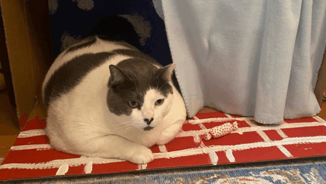 Virginia Woman Gives 40-Pound Cat a Second Chance and a Healthier Life