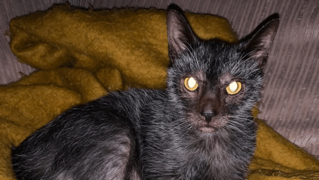 Virginia’s Remarkable Feline Steals the Spotlight—and Everyone’s Heart