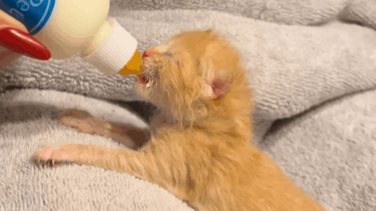 Years After Saving a Newborn Kitten, a Foster Mom Faces a Shocking Twist