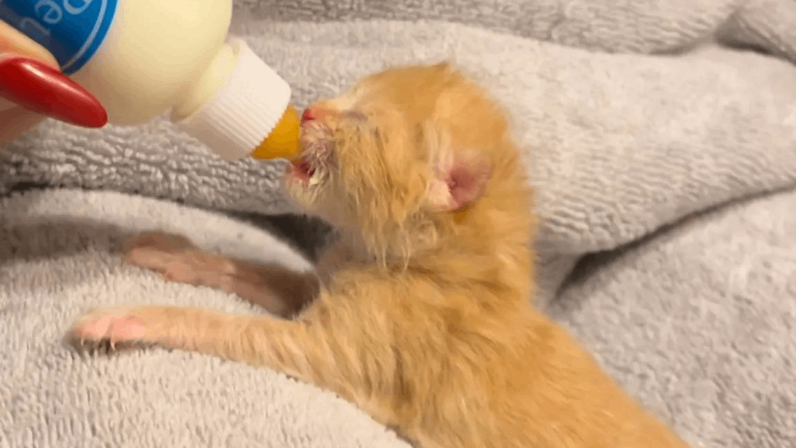 Years After Saving a Newborn Kitten, a Foster Mom Faces a Shocking Twist